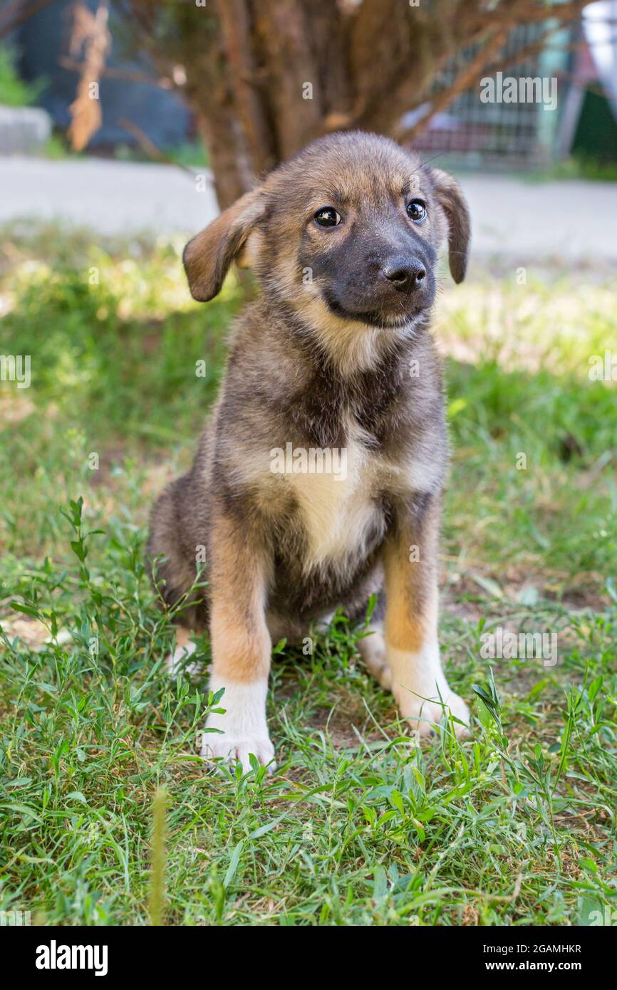 Drôle petit abri chiot assis sur l'herbe Banque D'Images