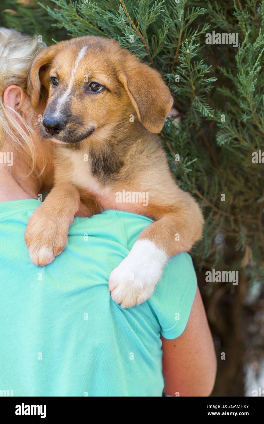 Petit chiot d'abri sur l'épaule d'un volontaire Banque D'Images