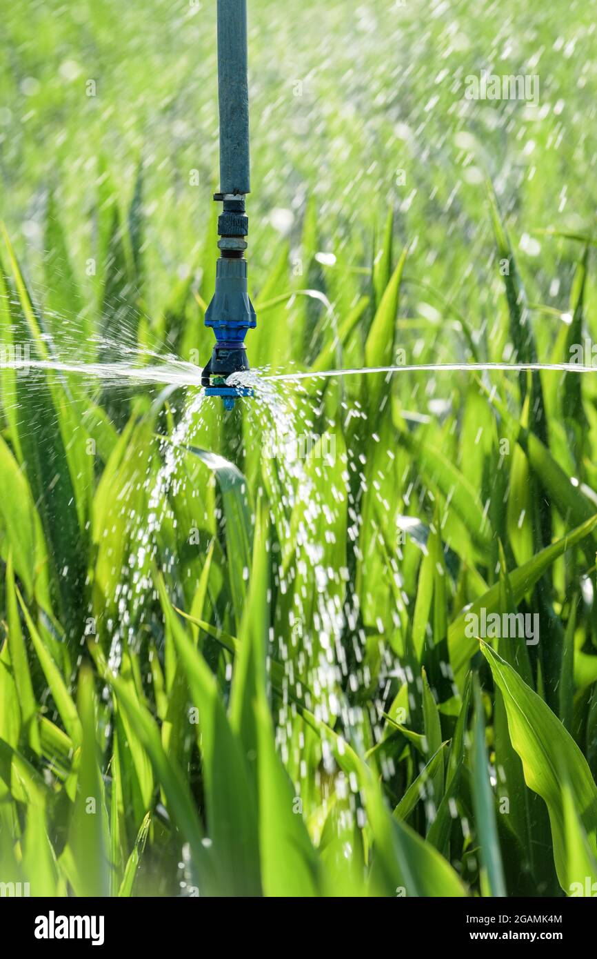 Cultures de sorgho irrigation de plantation, gros plan avec foyer sélectif Banque D'Images