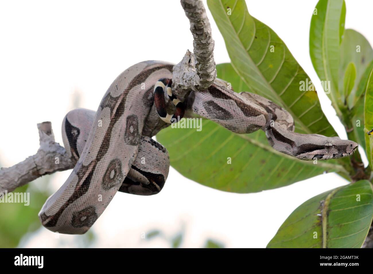 Boa à queue rouge (Boa constricteur) accroché d'un arbre au Brésil Banque D'Images