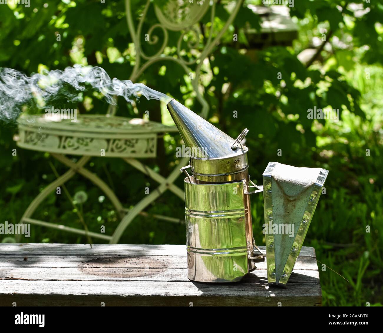 Un fumeur d'abeille avec des boucles de fumée sortant de son bec. Copier l'espace. Banque D'Images