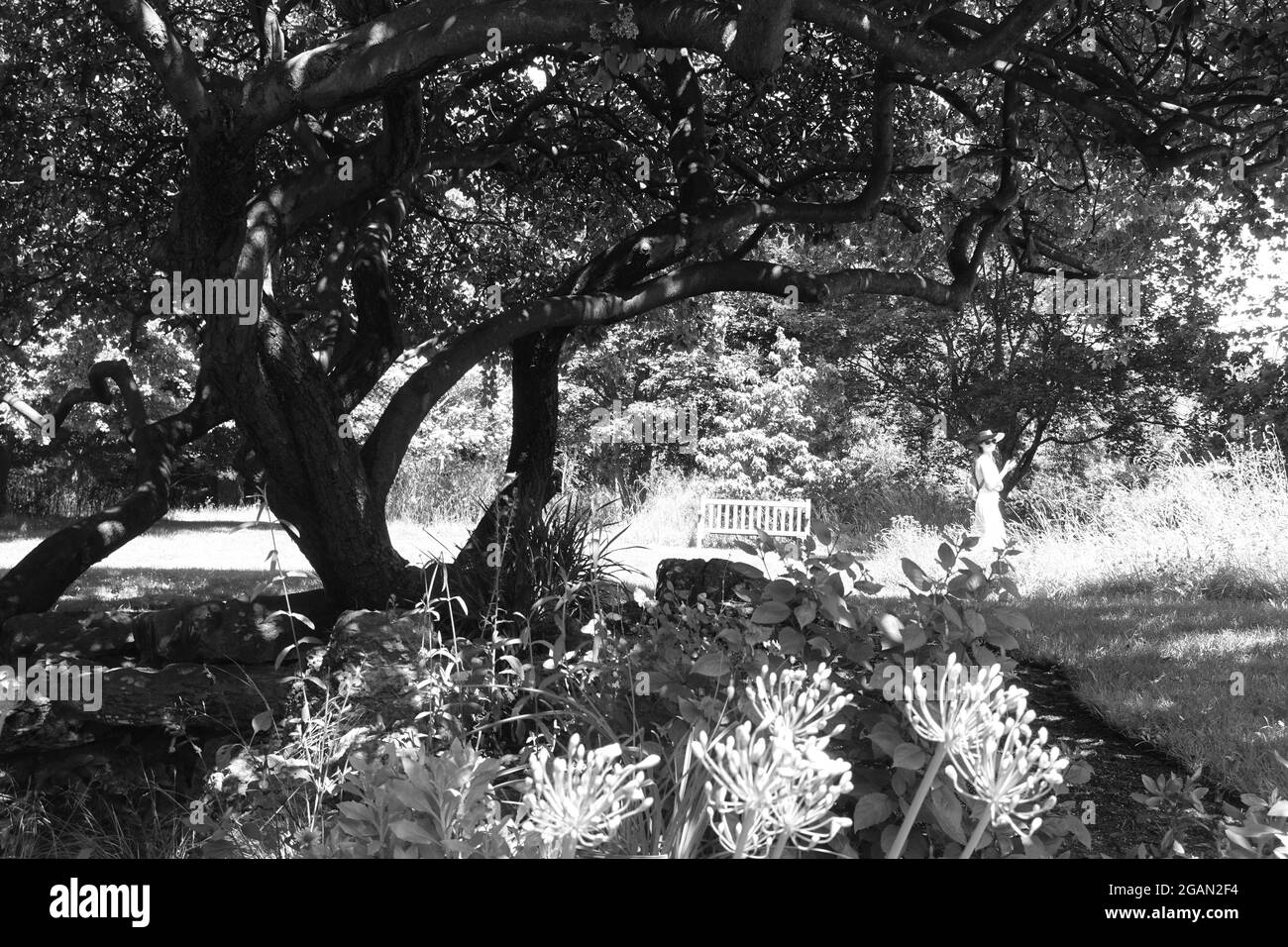 Jardins à Syon Park, Londres, Royaume-Uni Banque D'Images