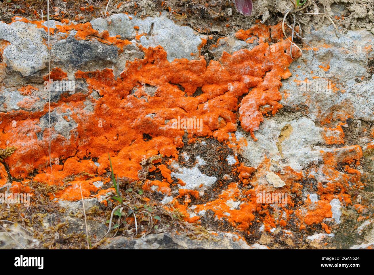 Champignons Orange Lichen poussant sur un rocher dans une réserve naturelle, comté de Durham, Angleterre, Royaume-Uni. Banque D'Images