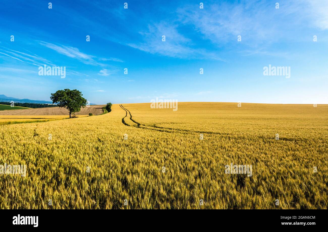 Pneus au milieu d'un champ de blé, département du Puy de Dome, Auvergne Rhône Alpes, France, Europe Banque D'Images