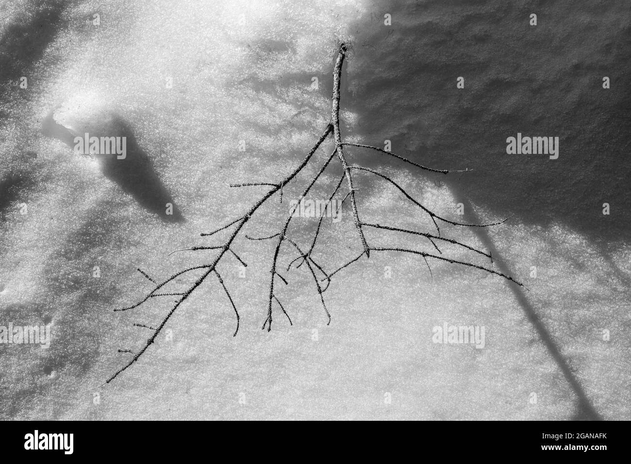 noir et blanc magnifique petit arbre branche sur fond de neige ensoleillé hiver jour. Banque D'Images