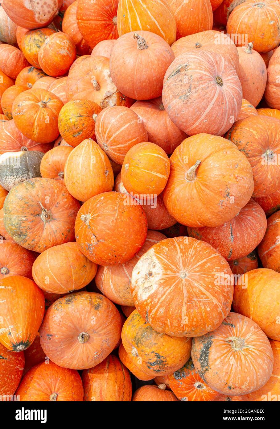 Tas de citrouilles d'orange mûres, vue du dessus. Un légume traditionnel pour Thanksgiving ou pour faire la lanterne de Jack pour Halloween. Produit agricole biologique pour Banque D'Images