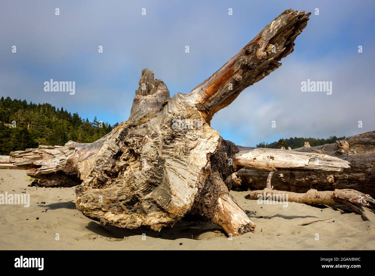 Driftwood sur la plage le long de l'océan Pacifique le long de la côte californienne à Mendocino, États-Unis. Banque D'Images