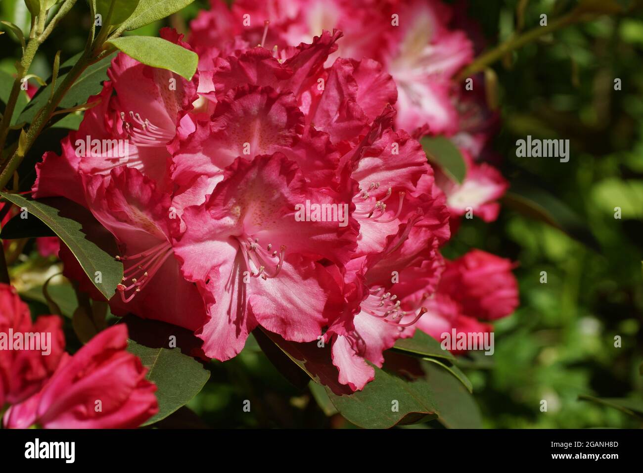 Fleur rouge sur fond vert. Rhododendron. Gros plan sur les fleurs. Banque D'Images