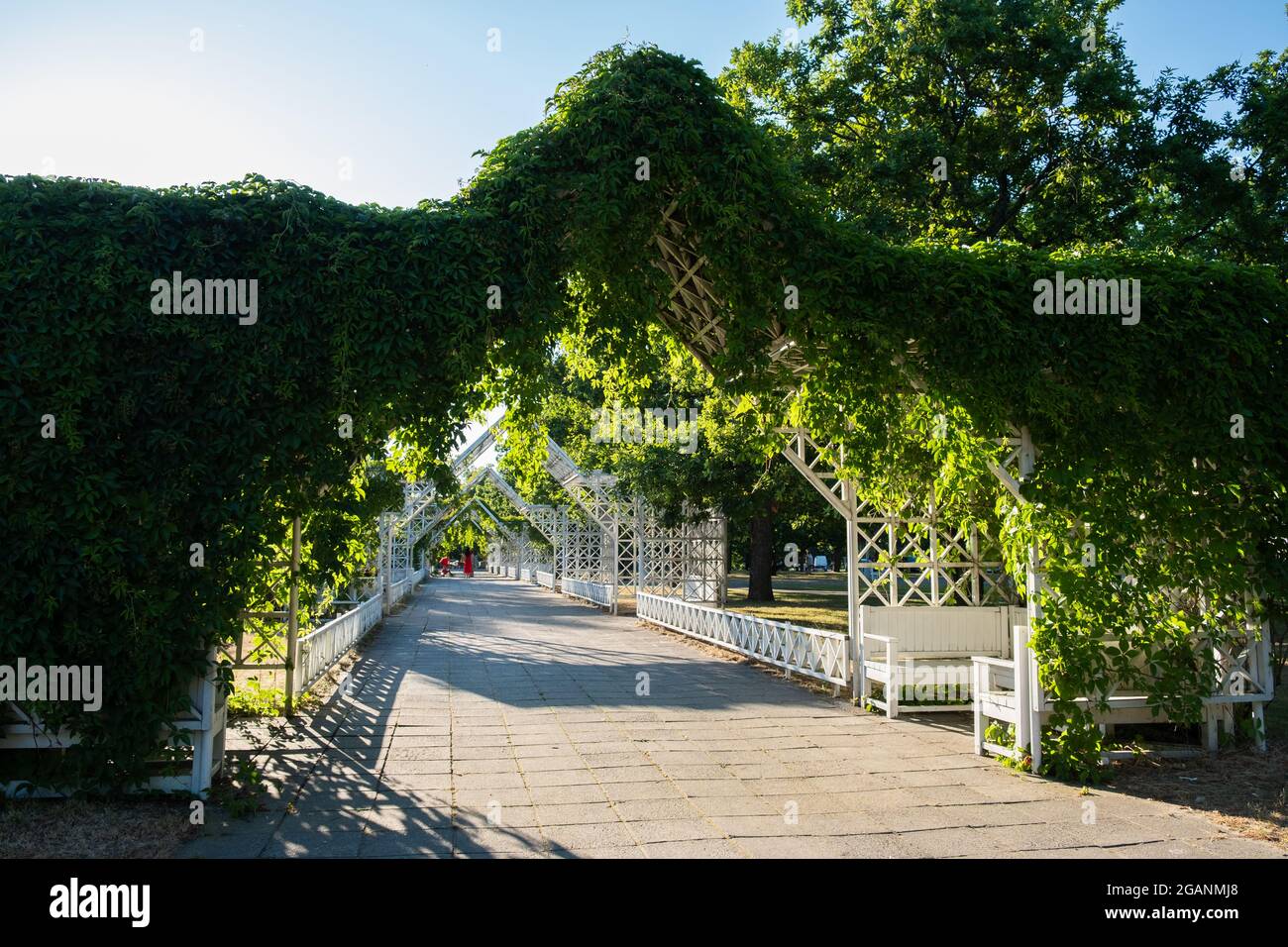 Pärnu, Estonie - 11 juillet 2021 : pergola magnifique et unique couverte de vignes vertes à Pärnu Rannapark en été. Banque D'Images