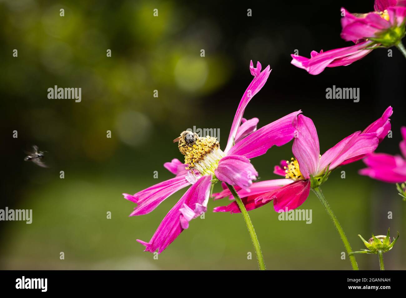une abeille sur une fleur rose de la cosmétique. arrière-plan noir flou Banque D'Images