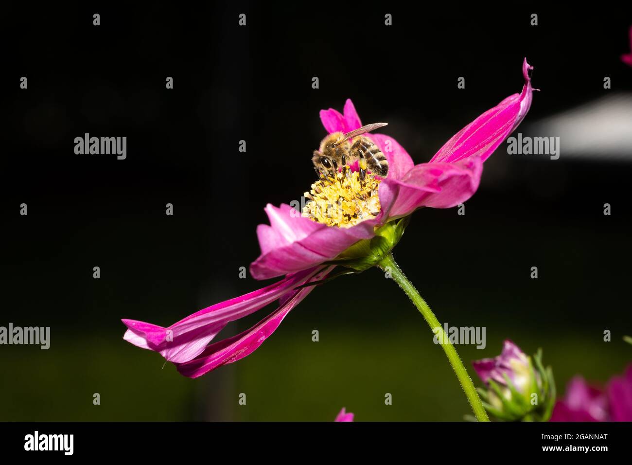 une abeille sur une fleur de cosmésa rose solitaire. Vue latérale, arrière-plan noir flou Banque D'Images