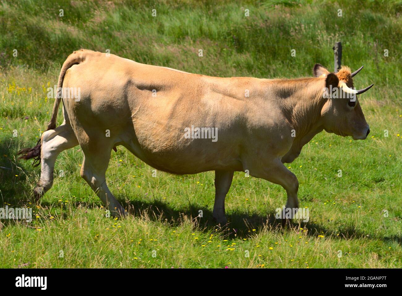 Aubrac race vache dans sa prairie en liberté Banque D'Images