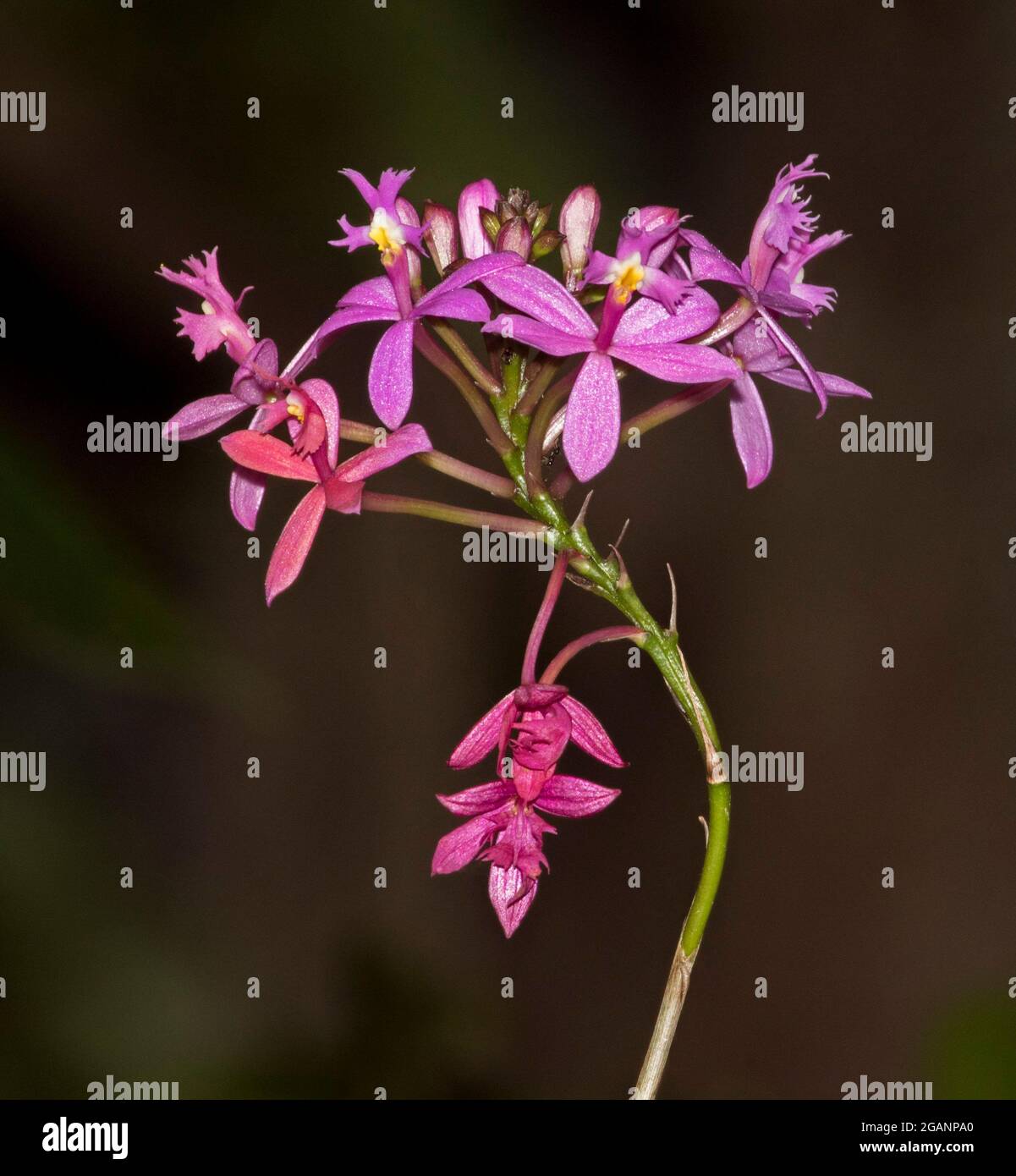 Ensemble de belles fleurs rouges/roses d'Epidendrum ibaguense, Crucifix Orchid, sur fond brun foncé, en Australie Banque D'Images