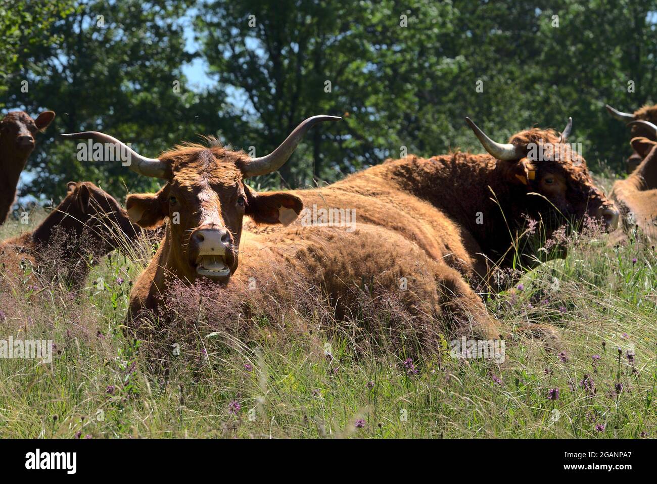 Vache et taureau Salers dans un pré en Auvergne Banque D'Images