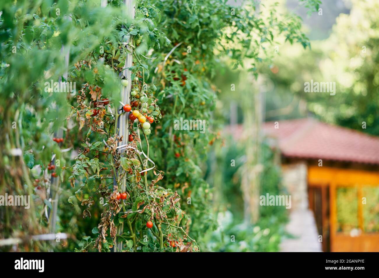 Bush aux tomates cerises pousse sur un support dans un lit de jardin avec la toile de fond d'une maison Banque D'Images