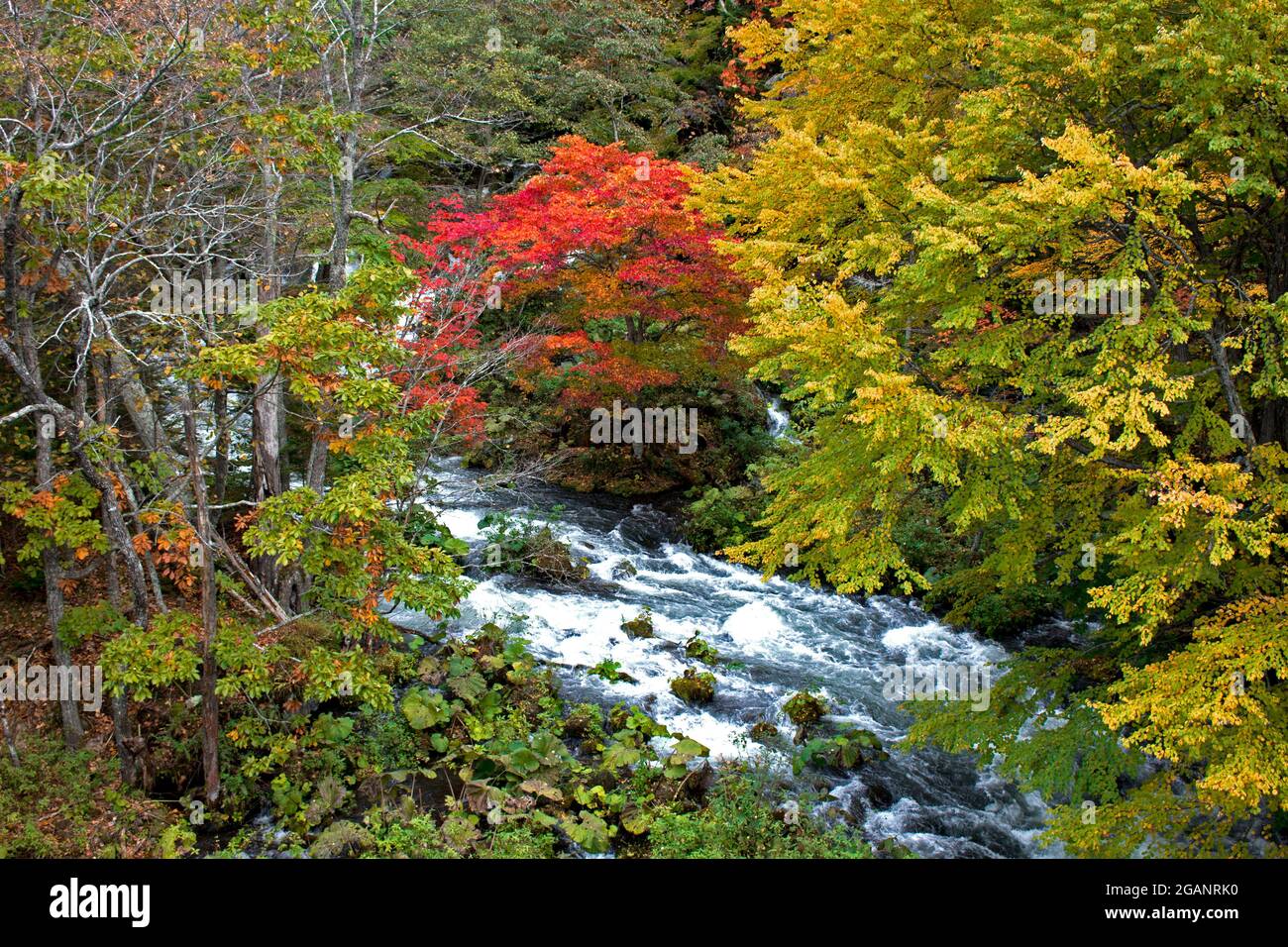 Magnifique paysage automnal de la rivière Akan vu depuis le pont Takimi, une destination touristique à Hokkaido, Japon Banque D'Images