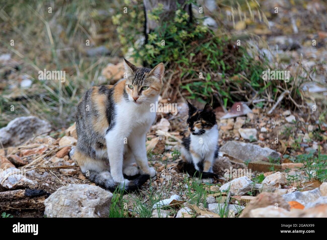 un chat tacheté lave un chaton dans la rue. Banque D'Images