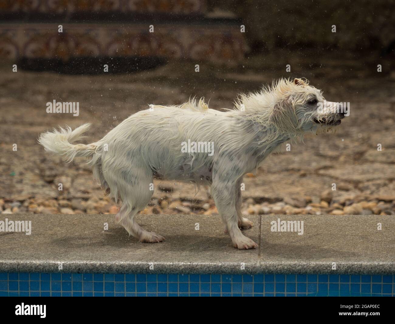 Chien au bord de la piscine secouant l'eau Banque D'Images