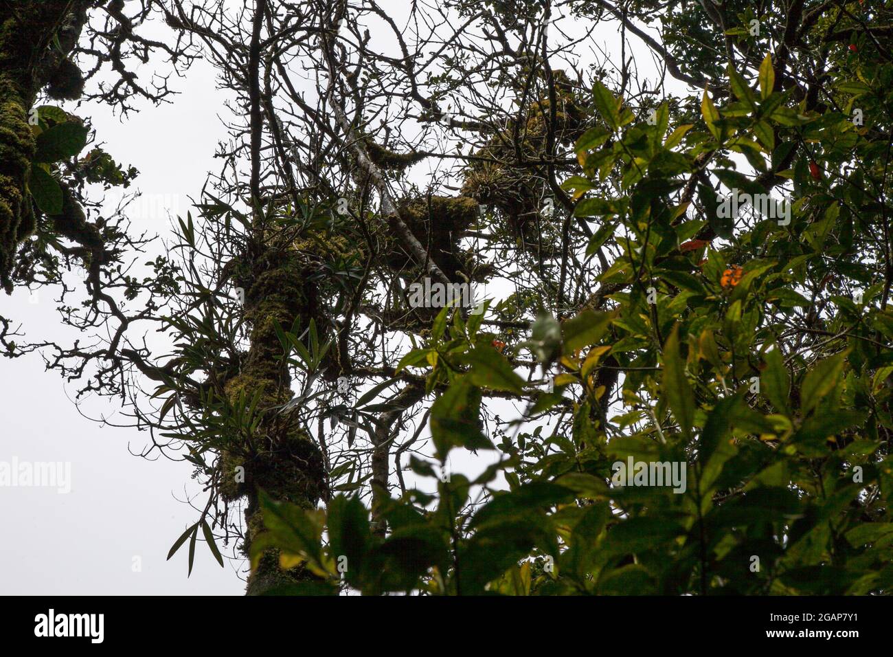 Forêt tropicale à West Java Highland Indonésie Banque D'Images