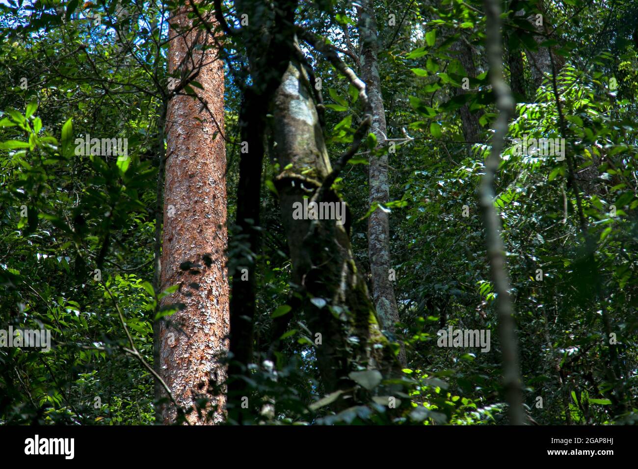 Forêt tropicale à West Java Highland Indonésie Banque D'Images