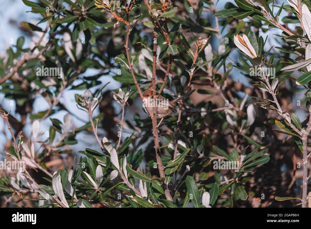 finch brun rouge, oiseau australien assis sur une branche d'arbre. Banque D'Images