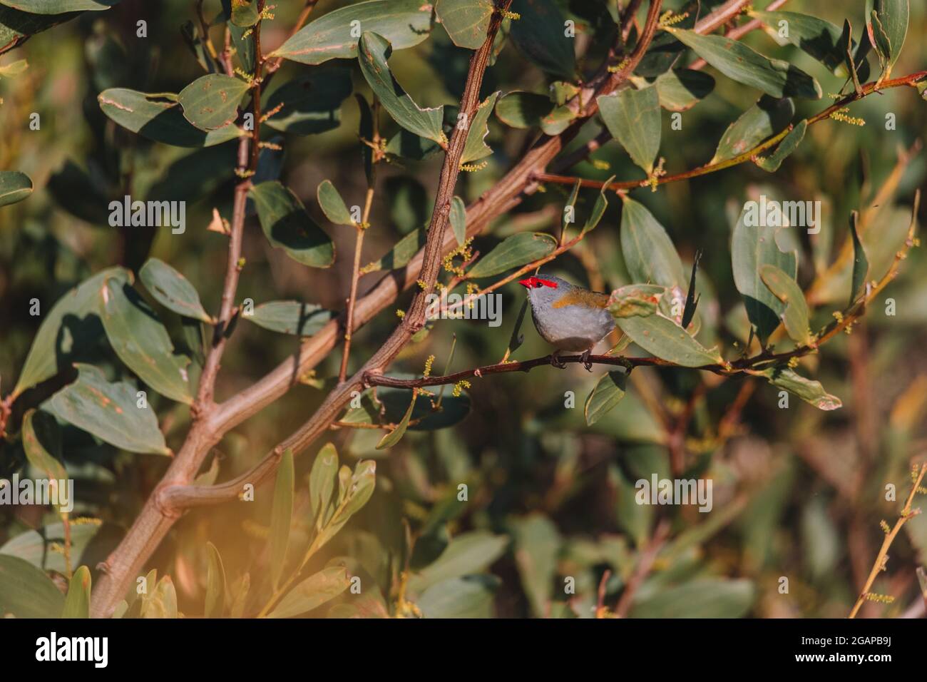 finch brun rouge, oiseau australien assis sur une branche d'arbre. Banque D'Images