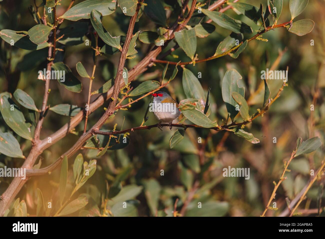 finch brun rouge, oiseau australien assis sur une branche d'arbre. Banque D'Images