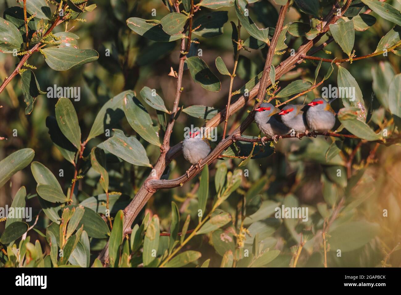 finch brun rouge, oiseau australien assis sur une branche d'arbre. Banque D'Images