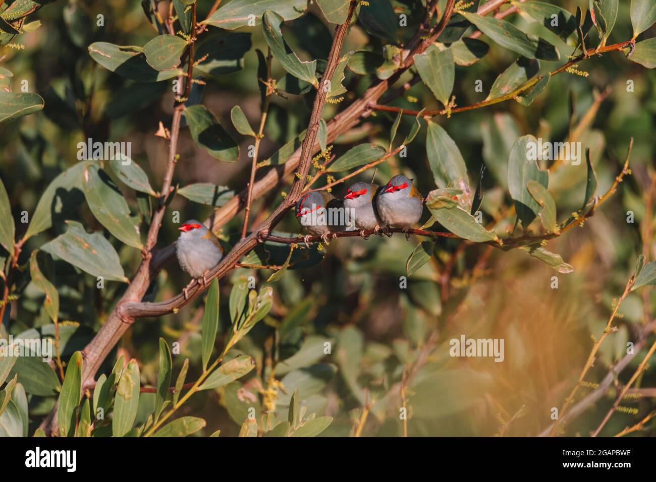 finch brun rouge, oiseau australien assis sur une branche d'arbre. Banque D'Images