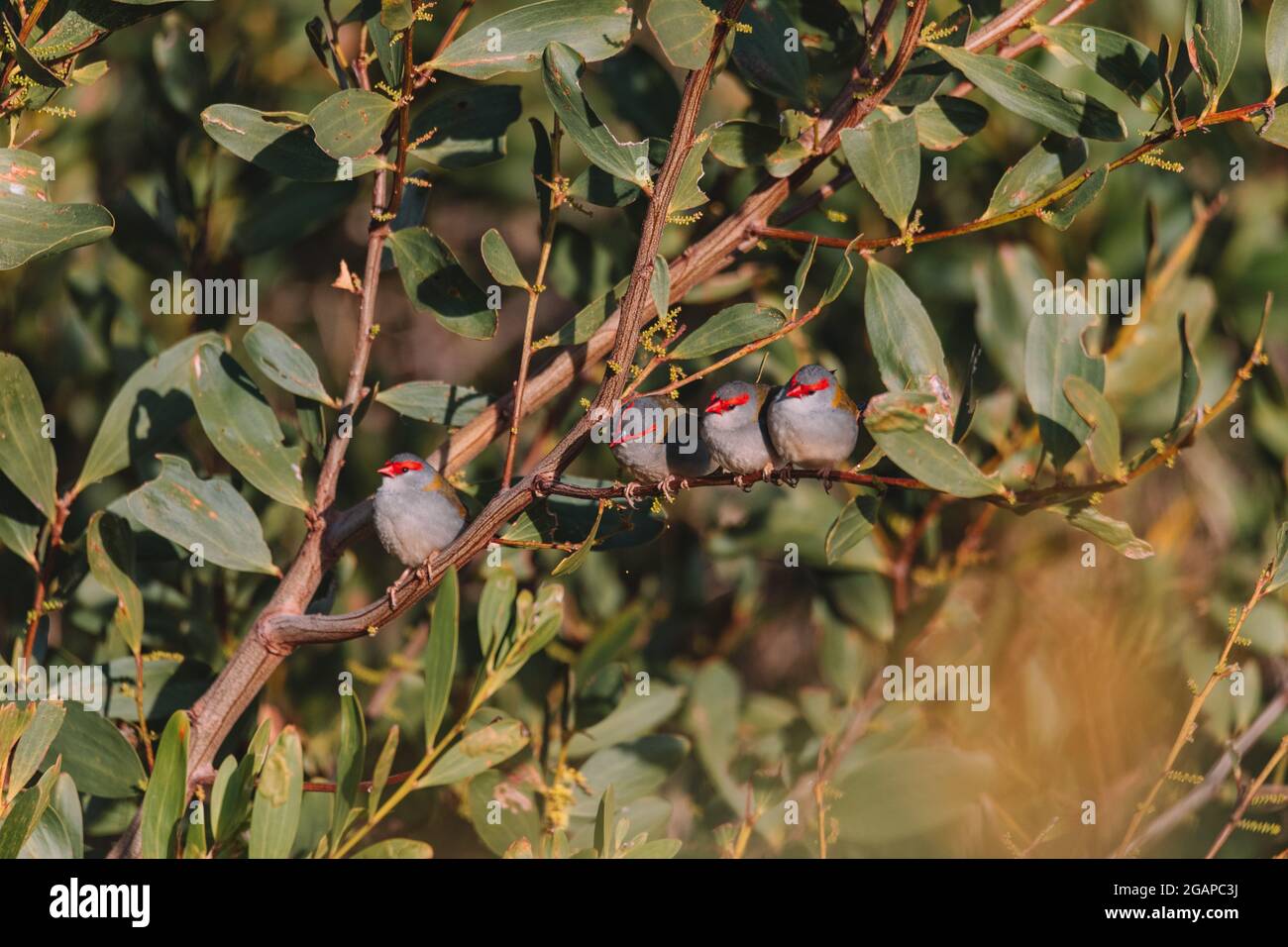 finch brun rouge, oiseau australien assis sur une branche d'arbre. Banque D'Images