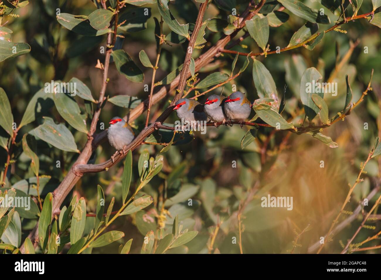finch brun rouge, oiseau australien assis sur une branche d'arbre. Banque D'Images