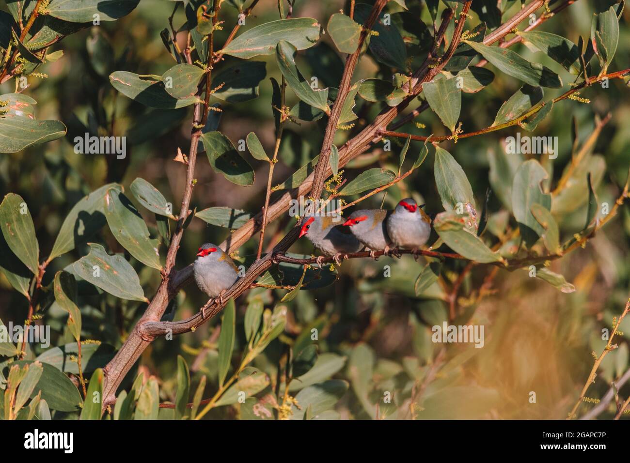 finch brun rouge, oiseau australien assis sur une branche d'arbre. Banque D'Images