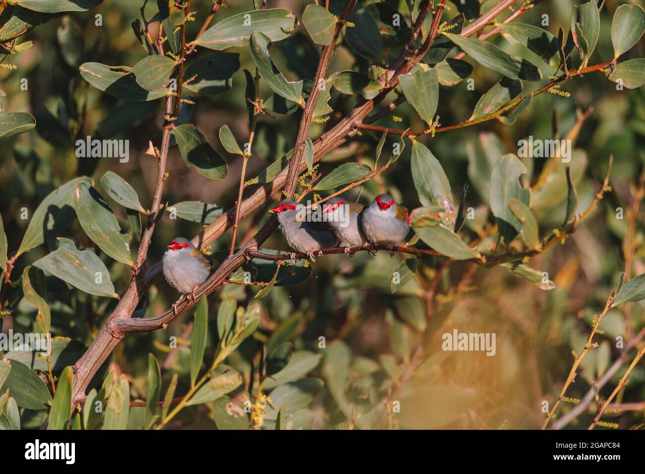 finch brun rouge, oiseau australien assis sur une branche d'arbre. Banque D'Images