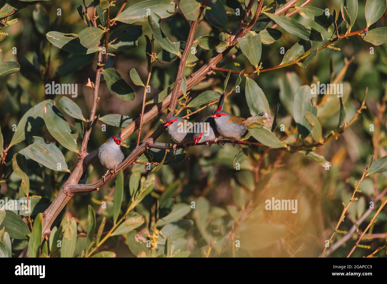 finch brun rouge, oiseau australien assis sur une branche d'arbre. Banque D'Images