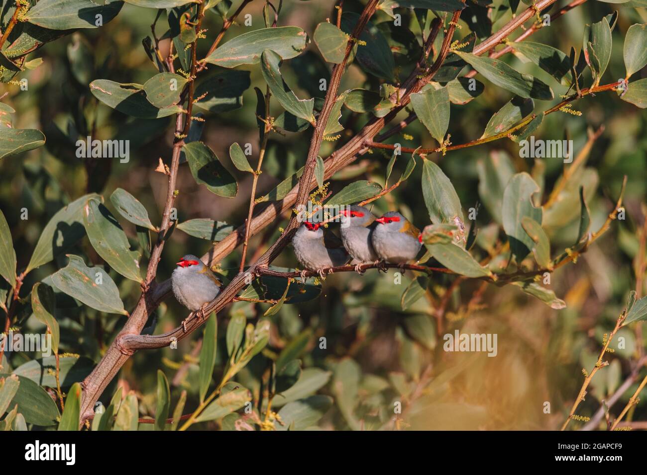 finch brun rouge, oiseau australien assis sur une branche d'arbre. Banque D'Images