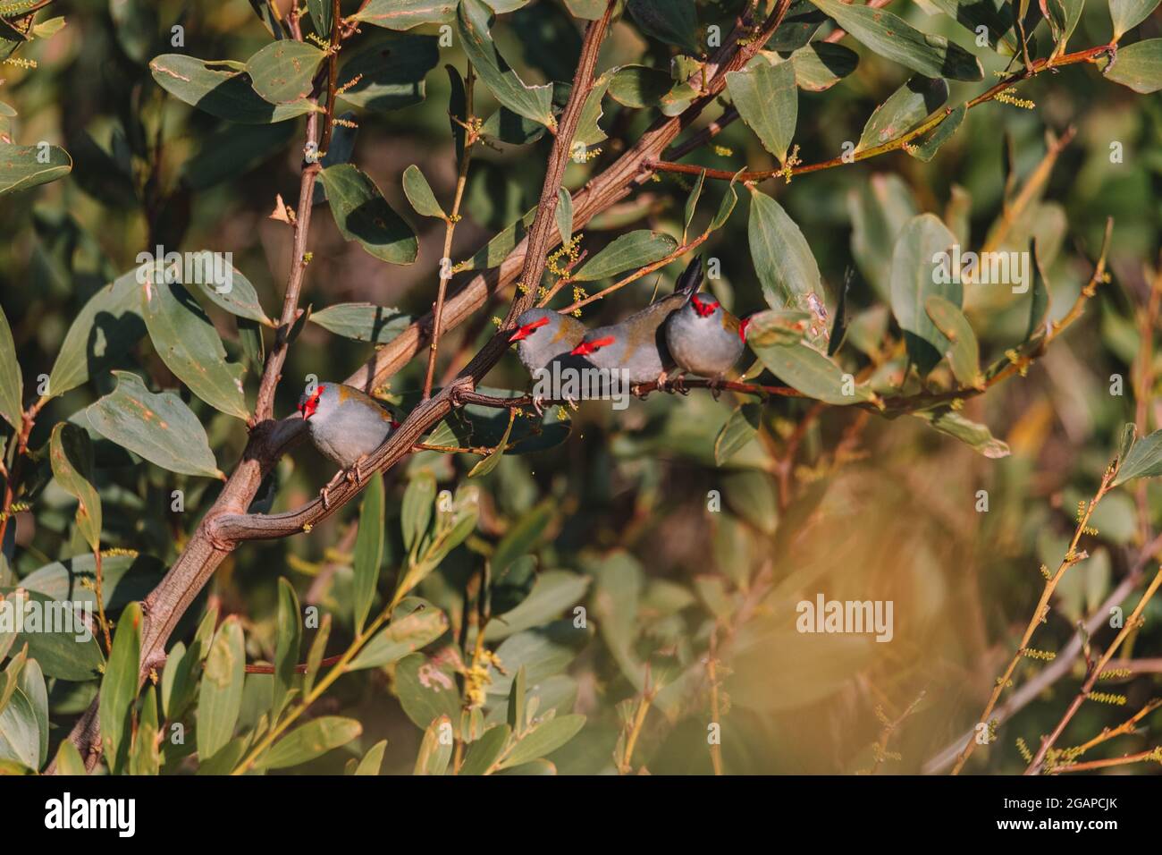 finch brun rouge, oiseau australien assis sur une branche d'arbre. Banque D'Images