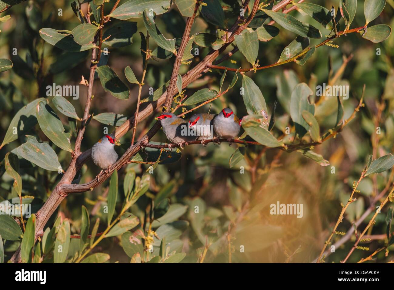 finch brun rouge, oiseau australien assis sur une branche d'arbre. Banque D'Images