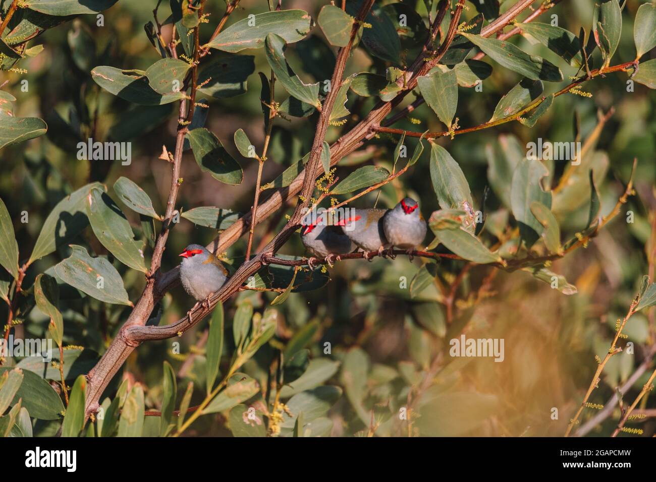 finch brun rouge, oiseau australien assis sur une branche d'arbre. Banque D'Images