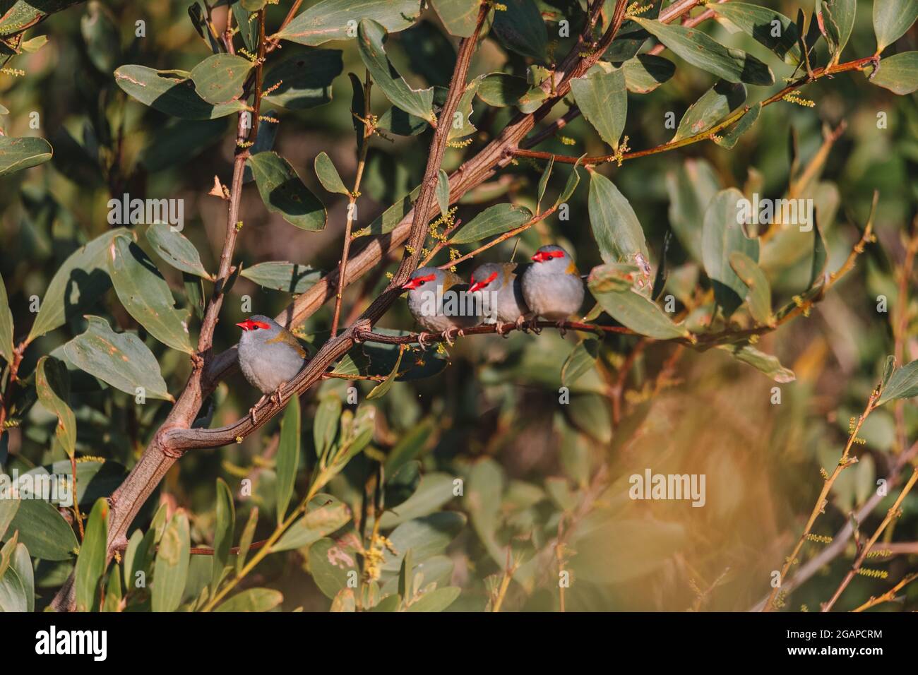 finch brun rouge, oiseau australien assis sur une branche d'arbre. Banque D'Images