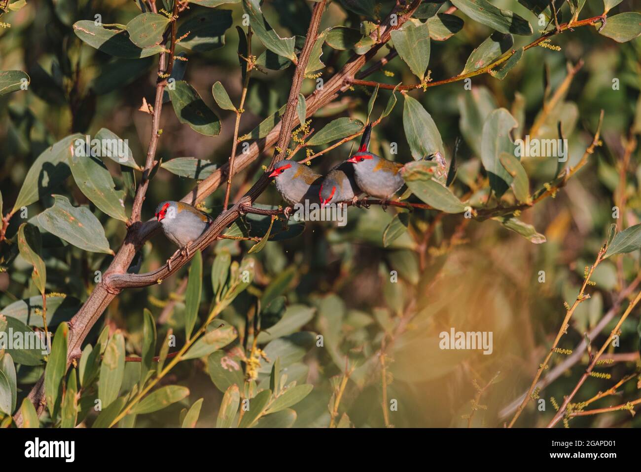 finch brun rouge, oiseau australien assis sur une branche d'arbre. Banque D'Images