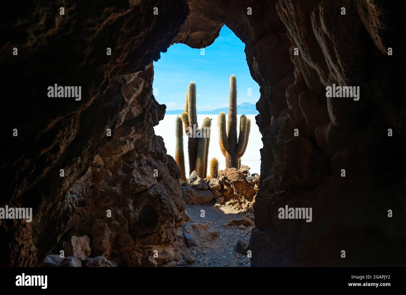 Atacama Giant Cactus et Uyuni sel désert plat vu de la grotte, île Incahuasi, Uyuni, Bolivie. Banque D'Images