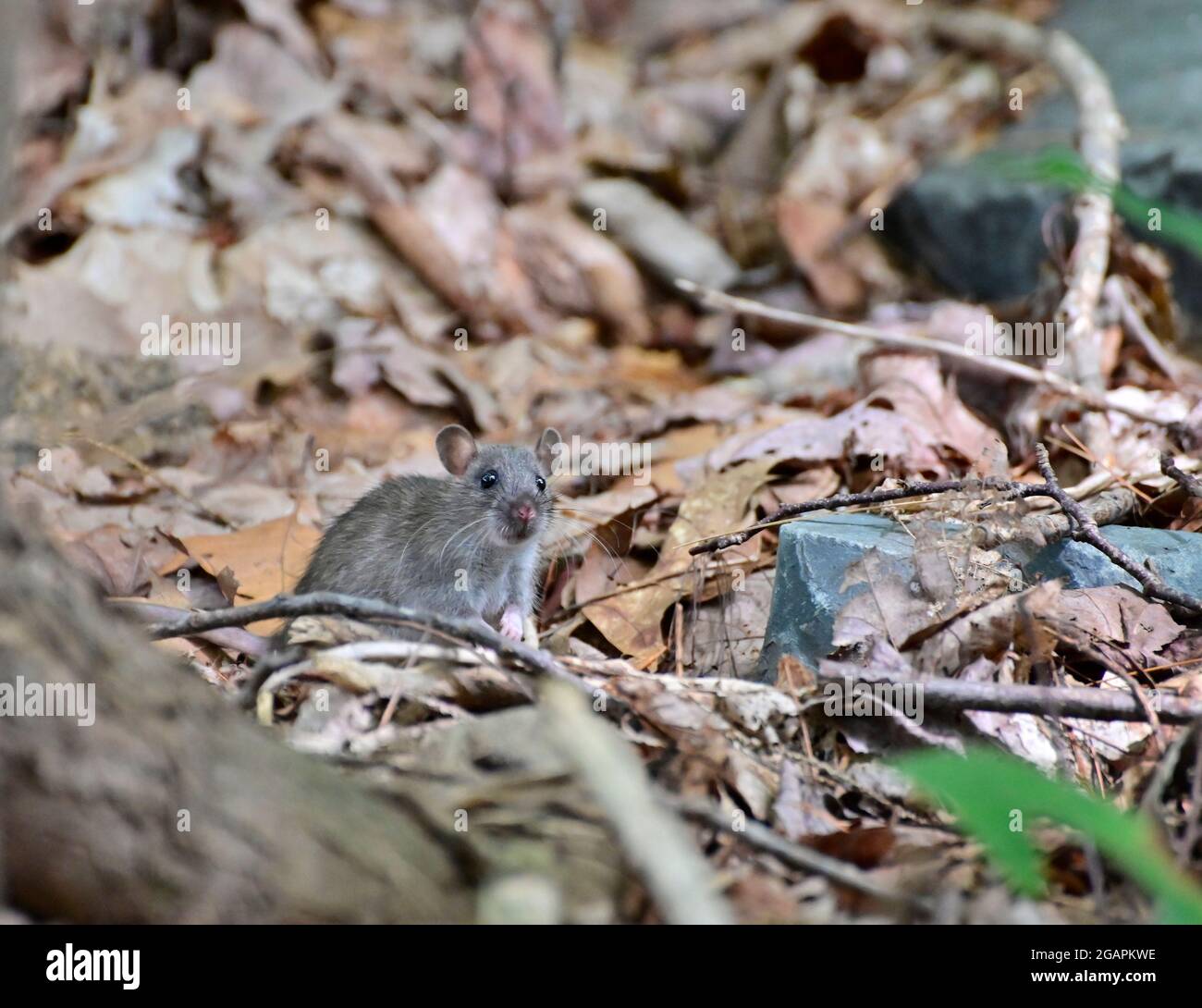 Souris de bois sauvage reposant sur la racine d'un arbre sur le plancher de la forêt avec végétation verte luxuriante..souris grise dans la nature Banque D'Images