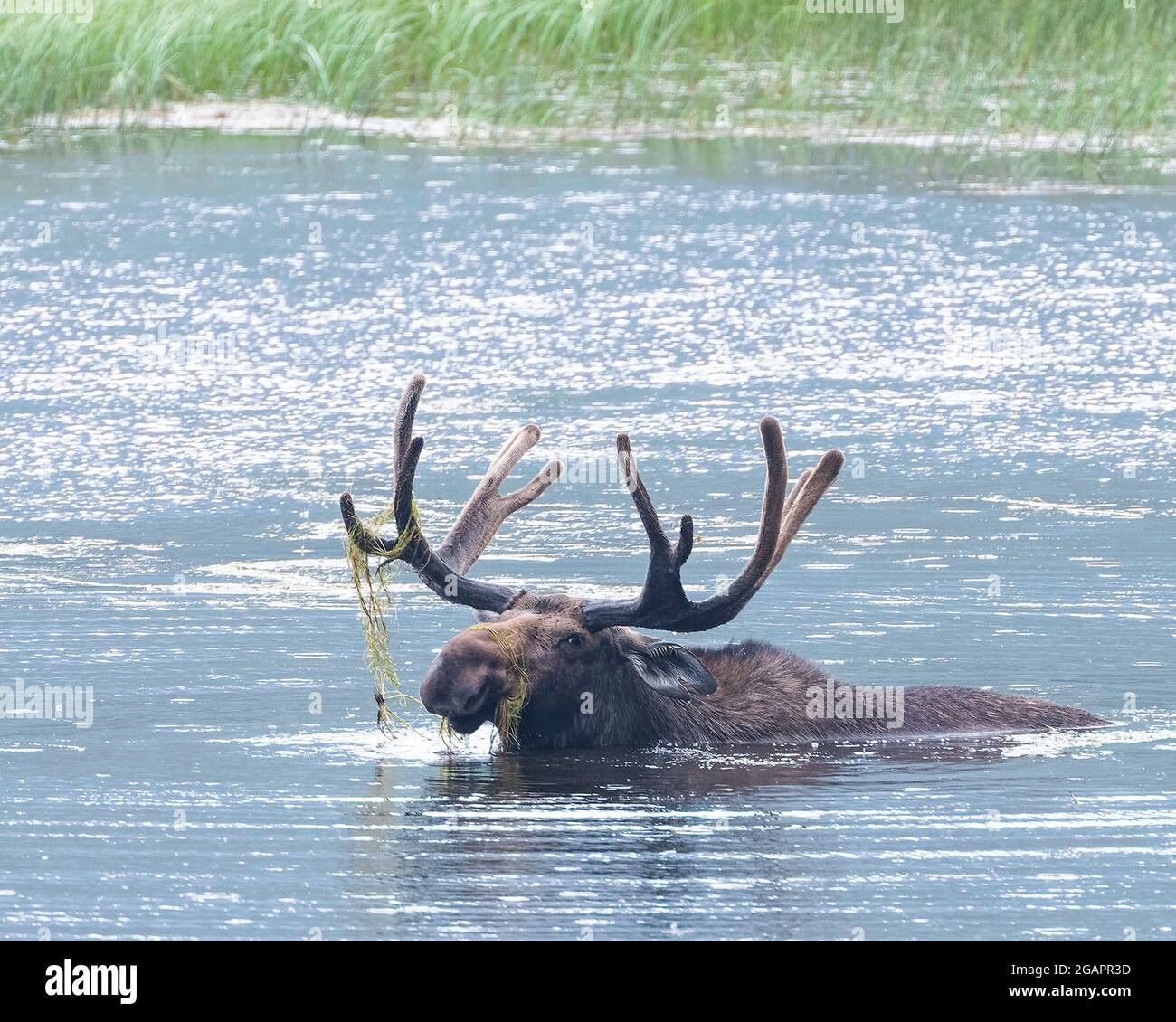 Un orignal de taureau se nage dans le parc national des montagnes Rocheuses Banque D'Images Un orignal de taureau se nage dans le parc national des montagnes Rocheuses Banque D'Images