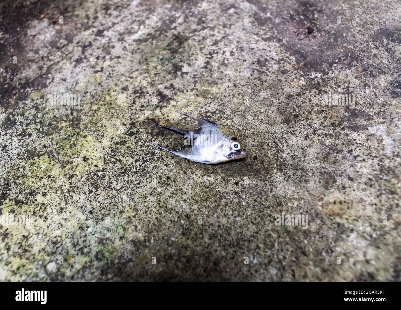 Le poisson ange en marbre doré est mort en raison d'un choc d'eau. Petits poissons morts sur le sol. Vue latérale Banque D'Images