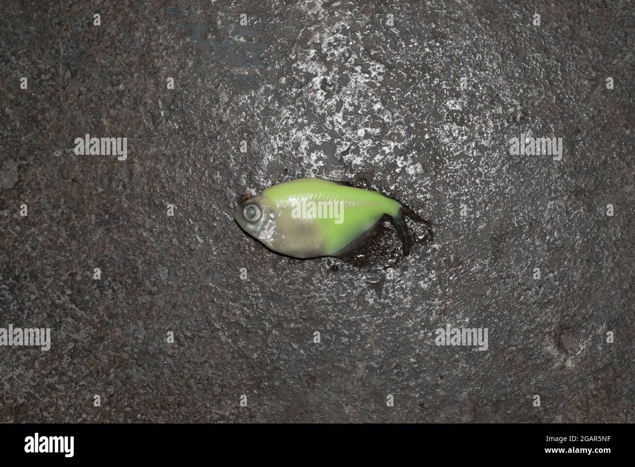 Poisson tetra de couleur vert mort. Vue en gros plan. Banque D'Images