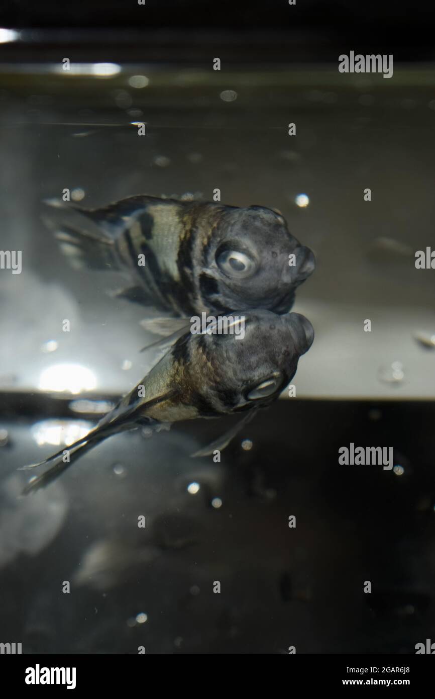 Le poisson de l'aquarium de la perroquet polaire cichlid adulte est mort en raison de la mauvaise qualité de l'eau Banque D'Images