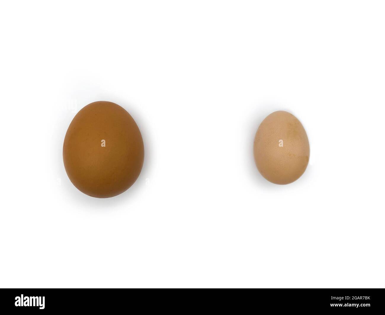 Comparaison entre l'œuf de poulet standard et l'œuf de bantam. Isolé sur blanc. Banque D'Images