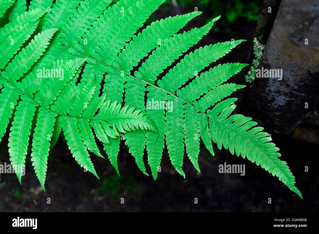 Feuilles vertes pinnées composées avec fond noir. Motif de branches de feuille. Banque D'Images