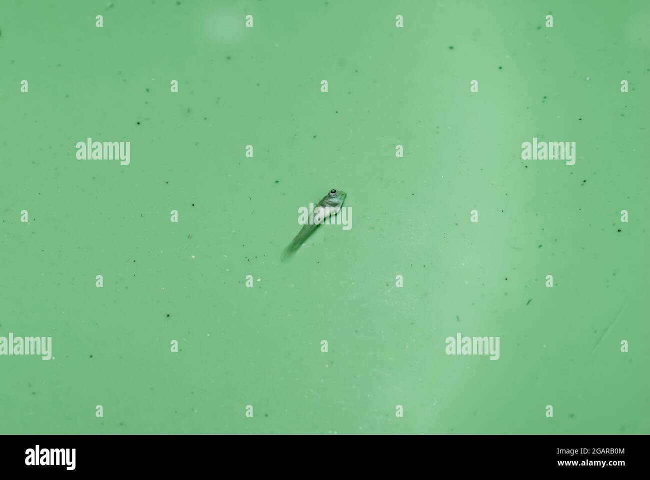 Alevins morts de poisson d'aquarium ou de bébé poisson en raison de troubles de la vessie de natation. Isolé sur vert. Banque D'Images