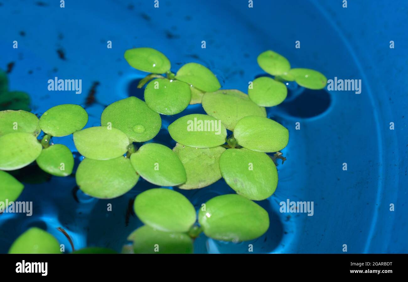Home aquarium plantes flottantes appelées Amazone de grenouille ou Limnobium Laevigatum mordu par des poissons d'eau douce. Vue latérale. Banque D'Images